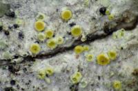 Athallia cerinella