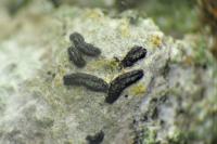 Alyxoria varia