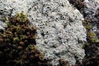 Diploschistes muscorum