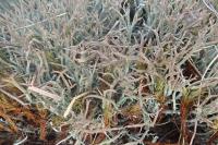 Cladonia furcata subsp. furcata