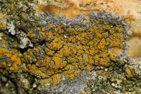 Athallia holocarpa