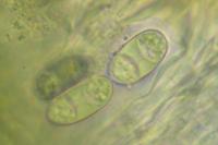 Athallia holocarpa
