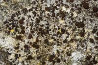 Lecania turicensis