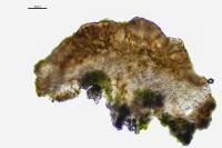 Lecania turicensis