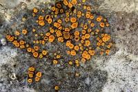 Athallia holocarpa
