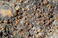 Athallia holocarpa