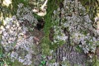 Peltigera horizontalis