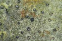 Catillaria nigroclavata