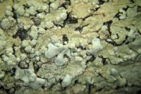 Flavoparmelia soredians