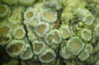 Lecanora chlarotera subsp. chlarotera