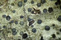 Lecidella elaeochroma