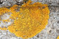 Xanthoria calcicola