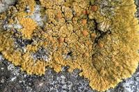 Variospora flavescens