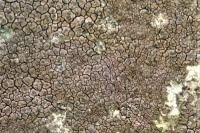 Verrucaria nigrescens