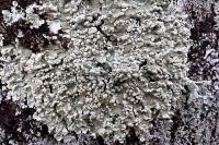 Flavoparmelia soredians