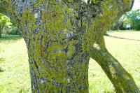 Xanthoria parietina subsp. parietina