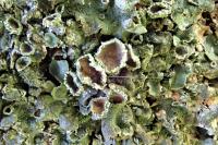 Pleurosticta acetabulum