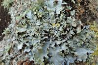 Parmotrema reticulatum