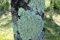 Flavoparmelia caperata