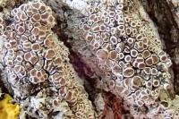 Lecanora chlarotera subsp. chlarotera