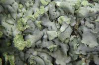 Phaeophyscia chloantha