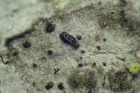 Alyxoria varia