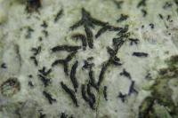 Arthonia atra