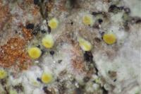 Athallia cerinella