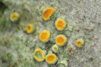Athallia pyracea