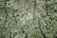 Hyperphyscia adglutinata