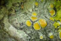 Caloplaca cerina