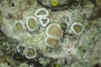 Polyozosia sambuci