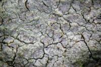 Pachnolepia pruinata