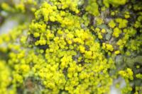 Candelariella vitellina