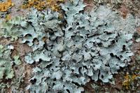 Parmelia sulcata
