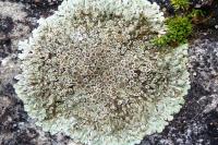 Protoparmeliopsis muralis
