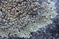 Protoparmeliopsis muralis