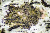Stigmidium microspilum