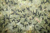 Opegrapha vulgata