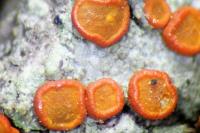 Blastenia ferruginea