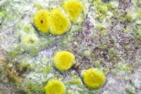 Athallia cerinella