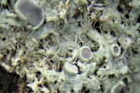 Physcia leptalea