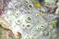 Polyozosia sambuci