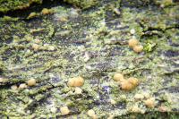 Bacidina phacodes