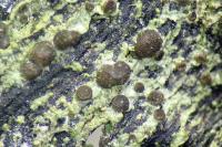 Bacidia arceutina