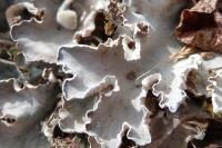 Peltigera rufescens