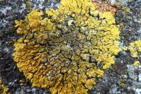 Candelariella medians