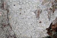 Lecanora albella