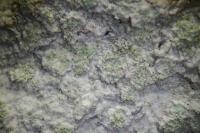 Ochrolechia subviridis