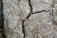 Dendrographa decolorans